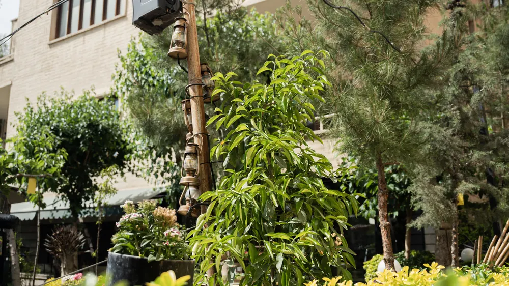 کافه حیات هزار افسان — عکس 2