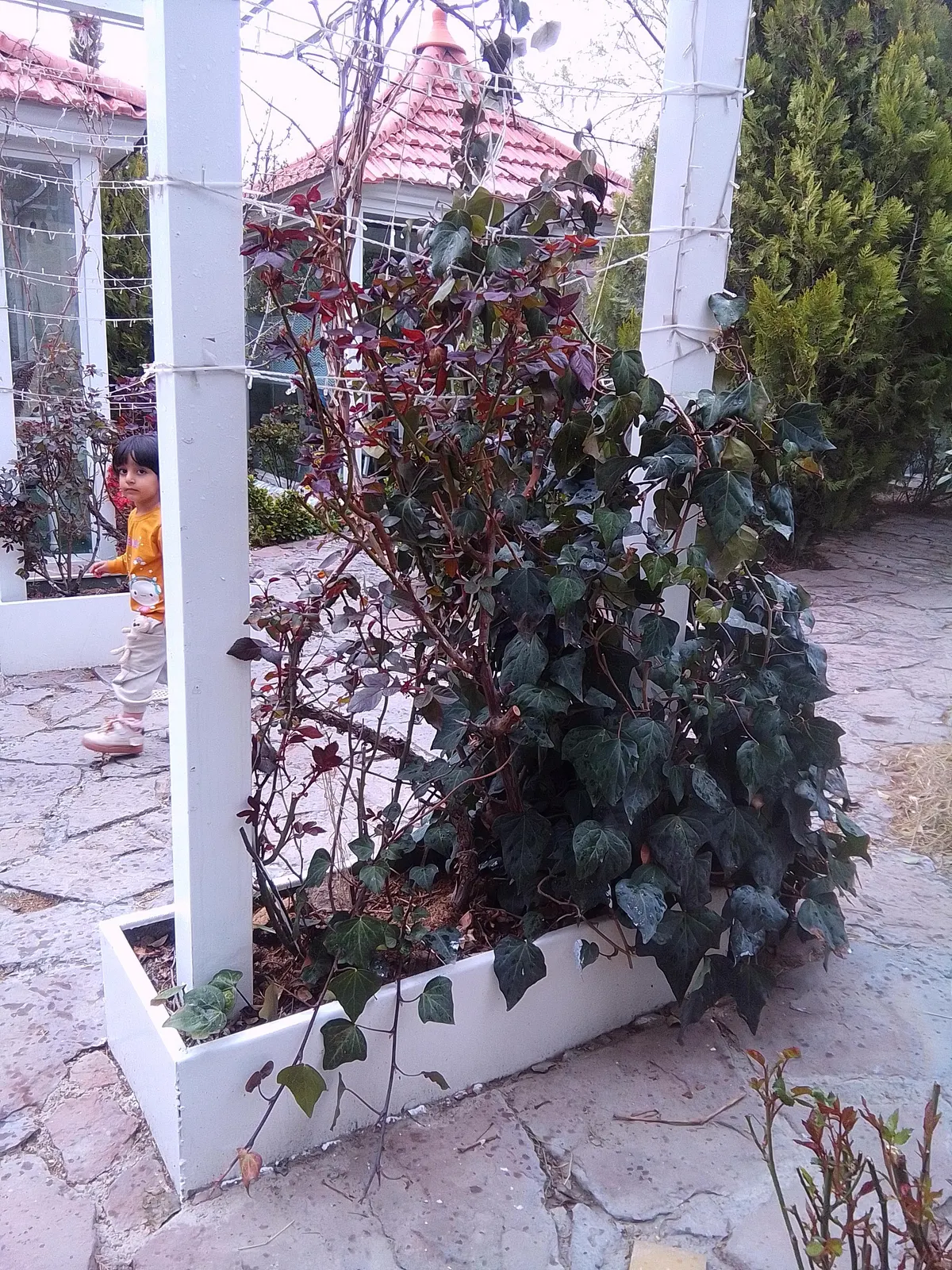 باغ رستوران ستارخان — عکس 1