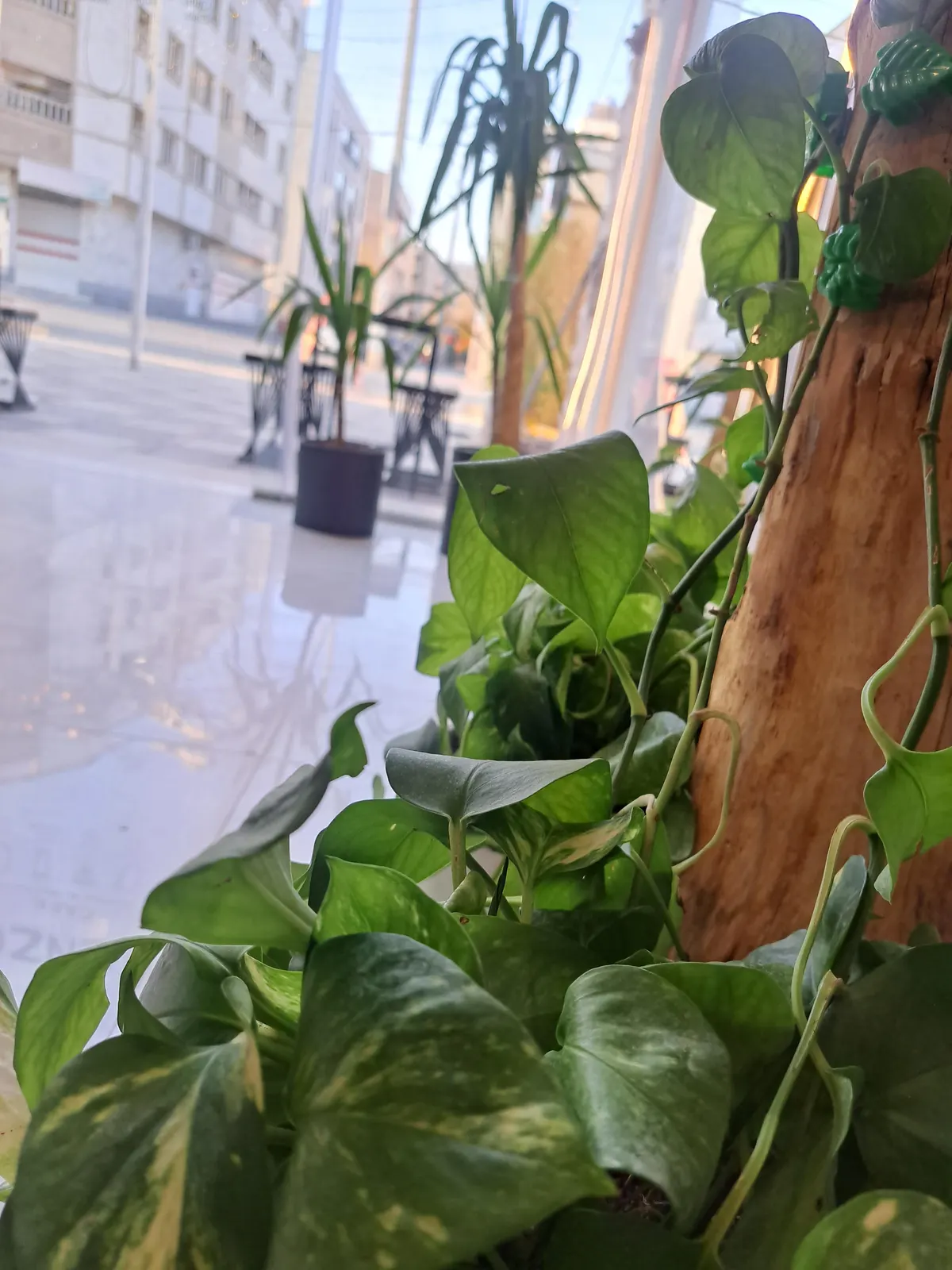 کافه ونزو — عکس 4