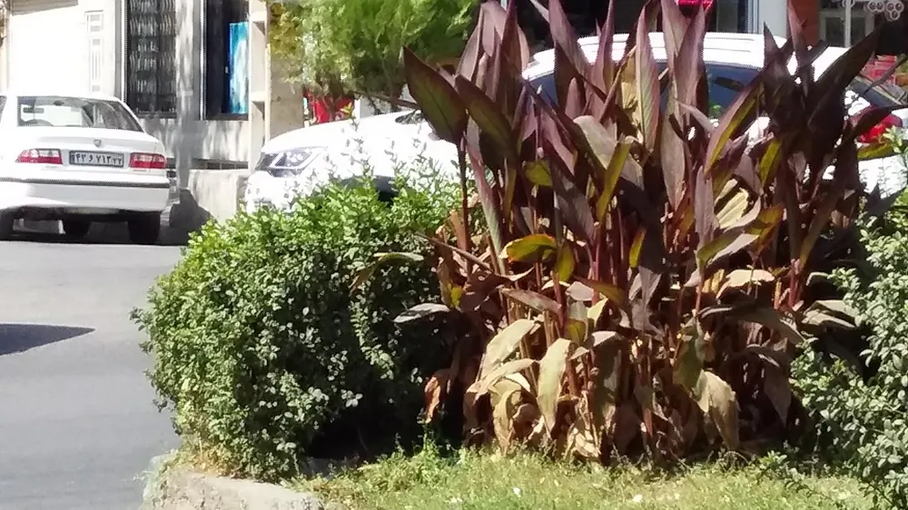 بستنی شاد — عکس 10